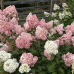 Hortenzia metlinatá (Hydrangea paniculata) ´VANILLE FRAISE´® - výška 40-60 cm, kont. C2L